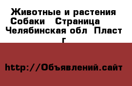 Животные и растения Собаки - Страница 13 . Челябинская обл.,Пласт г.